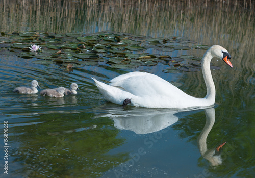Mute swan mother and new born cygnets