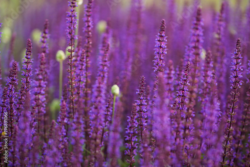 beautiful lilac flowers densely growing in a field or on a meadow