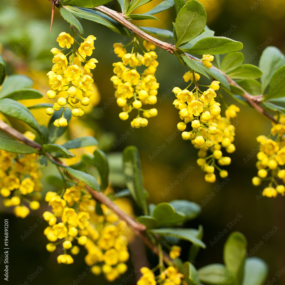 branches of barberry with yellow bright flowers