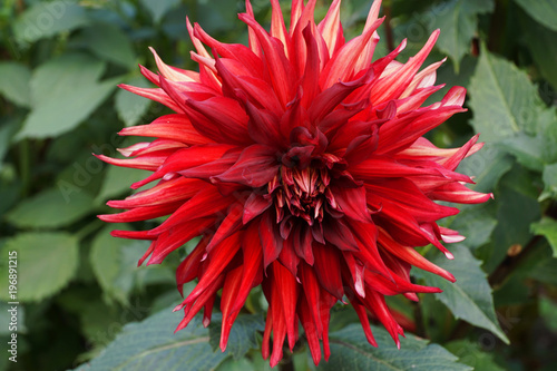 Fototapeta Naklejka Na Ścianę i Meble -  Close-up view from above of a Dahlia flower of Akita variety with a red inflorescence growing in the foothills of the Caucasus