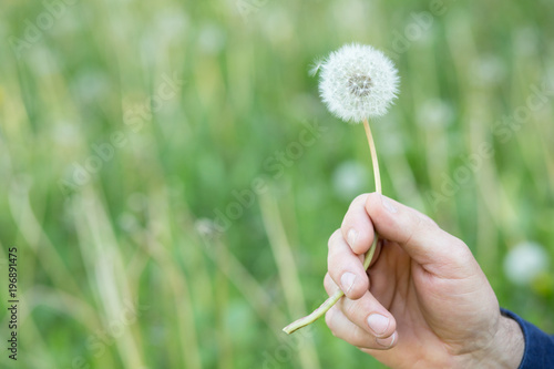 Fototapeta Naklejka Na Ścianę i Meble -  Man holding dandelion over blured green grass, summer nature outdoor, detail. White dandelion flower in male hand.