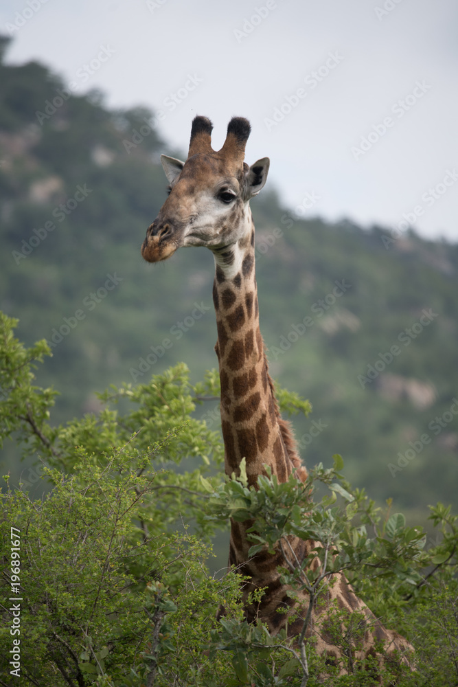 Fototapeta premium Thornicroft Girafe sanding in the bushveld in South Luangwa National Park, Zambia, Southern Africa
