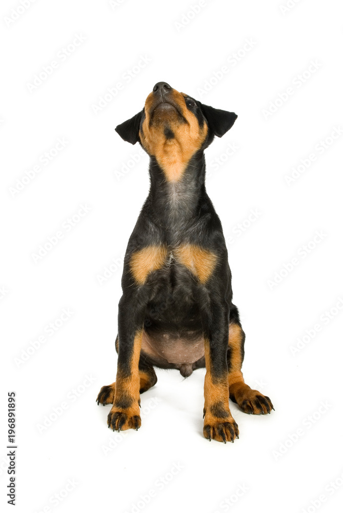 Deutscher Jagdterrier Welpe sieht nach oben isoliert auf weißem Grund Deutscher Jagdterrier Welpe sieht nach oben isoliert auf weißem Grund