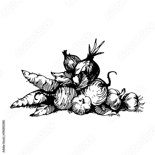 Wallpaper Mural Vegetables  black Ink drawing illustration. Torontodigital.ca