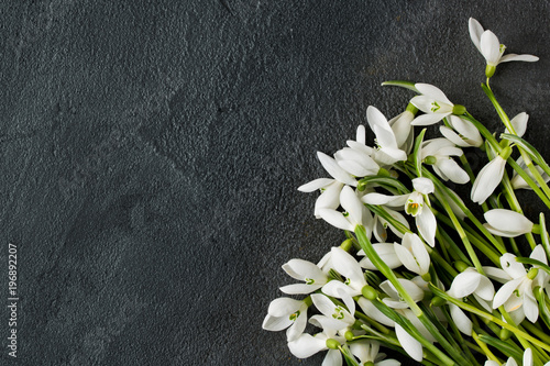 white snowdrops on a black graphite stylish background top view photo