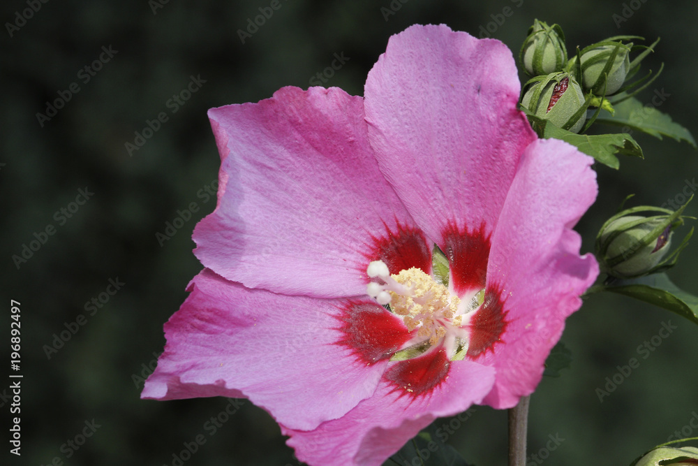 Naklejka premium Hibiscus (Hibiscus) oder Eibisch, Blüten
