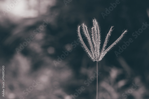 Vintage meadow grass flower in the garden with selective soft and blur background