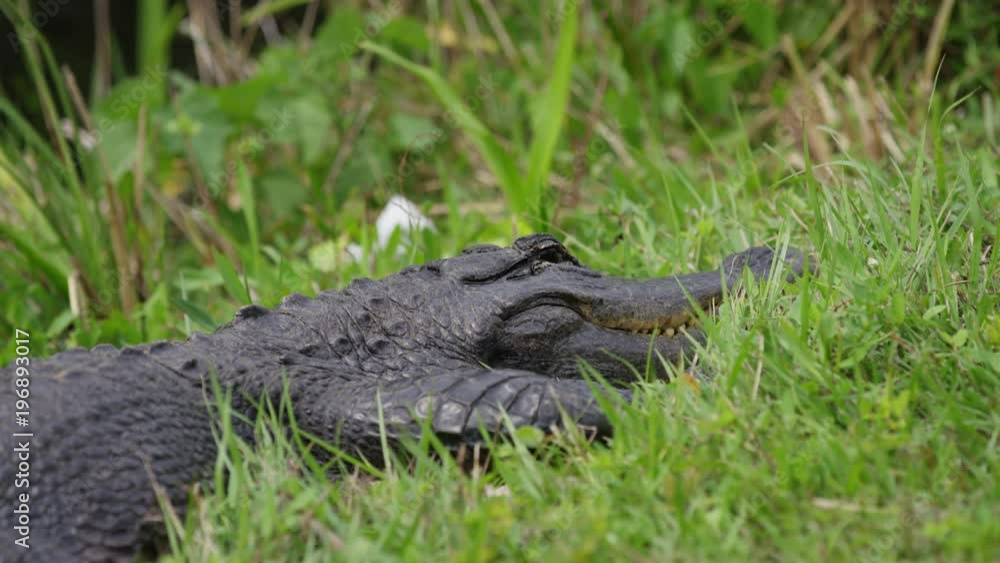 Crocodile in green grass Crocodile in green grass