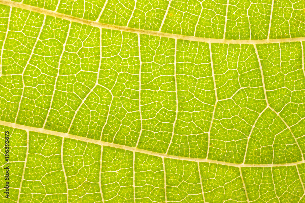 Leaf vein natural wallpaper pattern Leaf vein natural wallpaper pattern