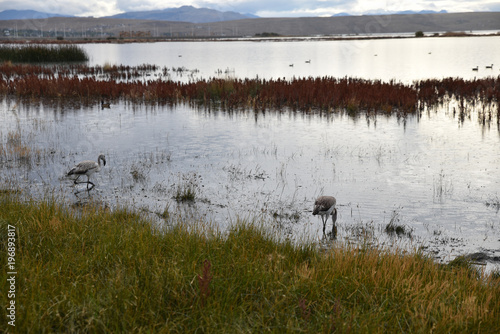 Réserve ornithologique sur le lago Argentino à El Calafate, Argentine