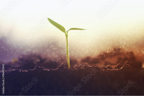 The germ of the plant in the soil. Copy space