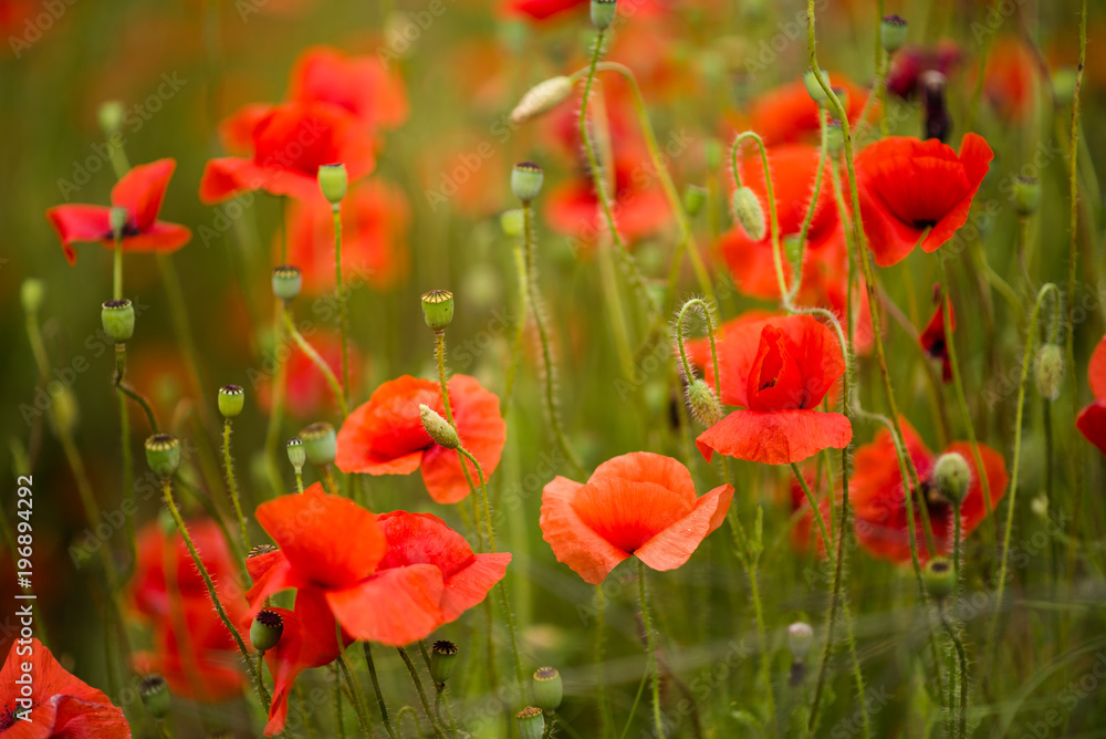 Fototapeta premium Flowers Red poppies blossom on wild field. Beautiful field red poppies with selective focus. Soft focus blur