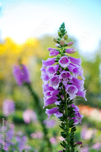 Beautiful Pink flower in garden Decorated for Tourist at Chaingmai Thailand