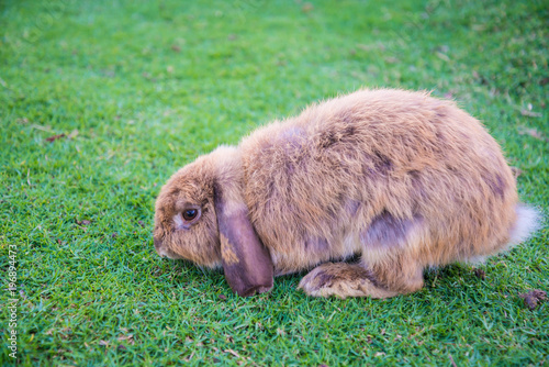 Rabbit is in the the lawn