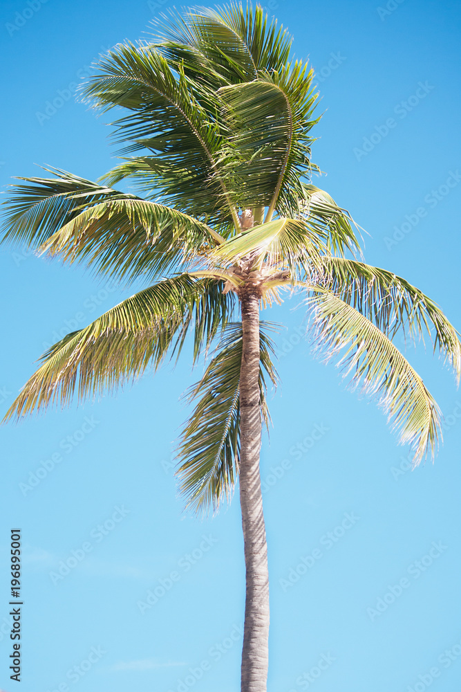 palm tree and blue sky. Dominican Republic