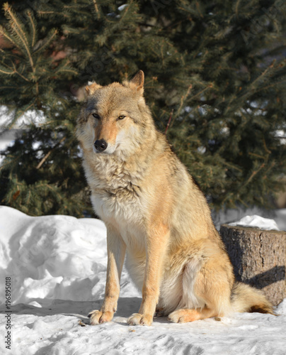 Grey Wolf (Canis lupus) (female) sits on snow © valeriyap