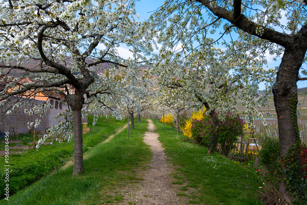 cerisiers en fleurs Kintzheim, Vosges, Alsace cerisiers en fleurs Kintzheim, Vosges, Alsace