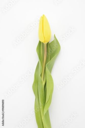 Fototapeta Naklejka Na Ścianę i Meble -  Tulipán de color amarillo sobre fondo blanco
