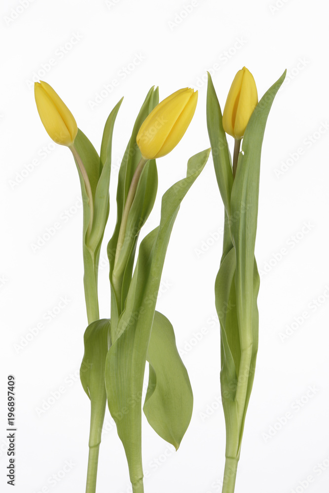 Tulipanes de color amarillo sobre fondo blanco Tulipanes de color amarillo sobre fondo blanco