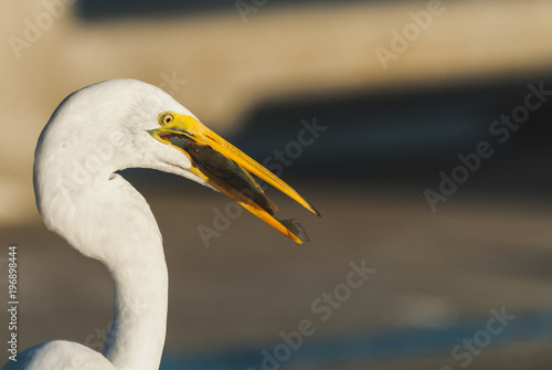 bird, egret, animal, heron, nature, wildlife, beak, feathers, great egret, avian, birds,portrait