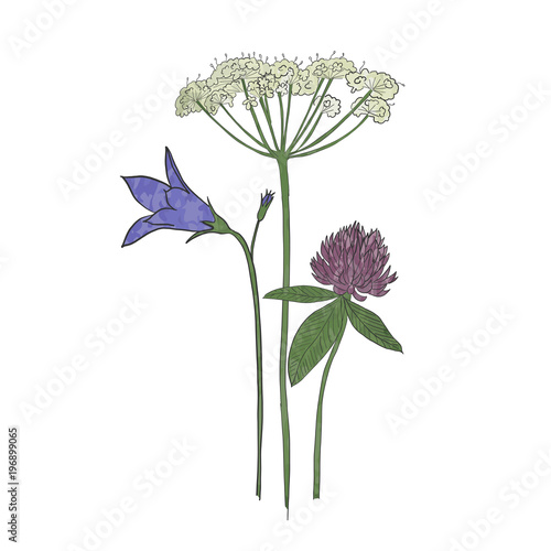 Hand drawn wild flowers in midsummer, vector
