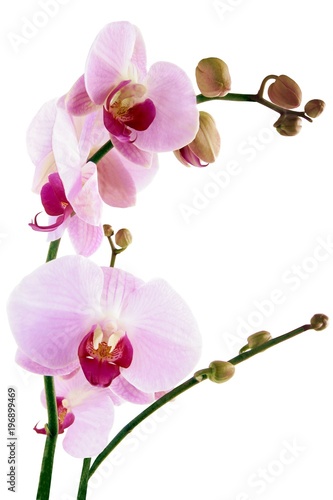 pretty orchid phalaenopsis isolated close up