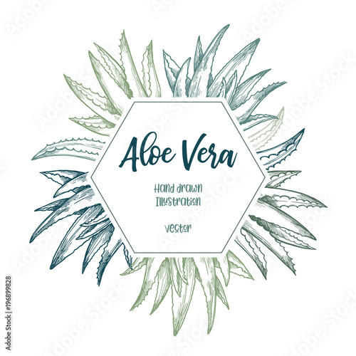 Hand drawn vector illustration. Label with aloe vera. Herbal plant. Clipart in sketch style. Perfect for cosmetics labels, invitations, cards, leaflets etc