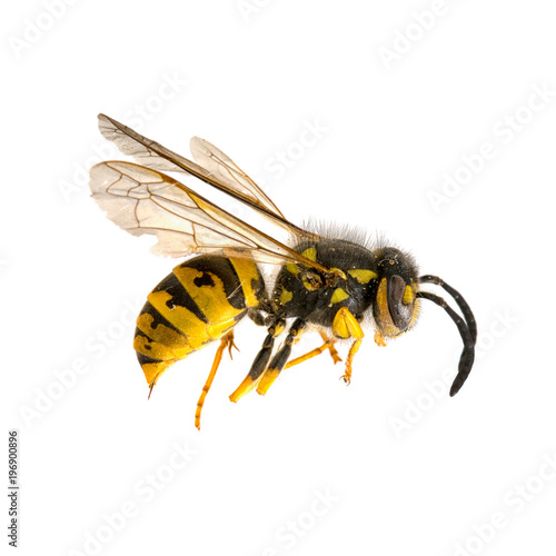 Wasp, dead, natural history macro.