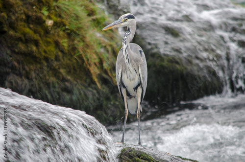 A grey heron standing in the water