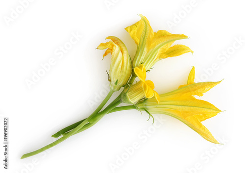 zucchini flowers isolated on white background