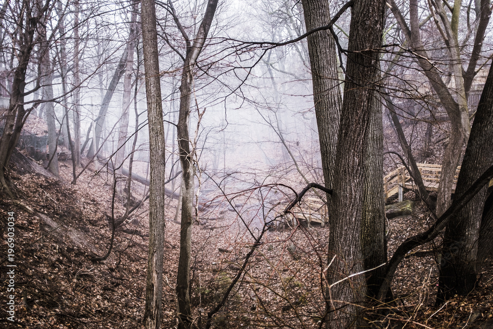 Toronto Ravine Fog Toronto Ravine Fog
