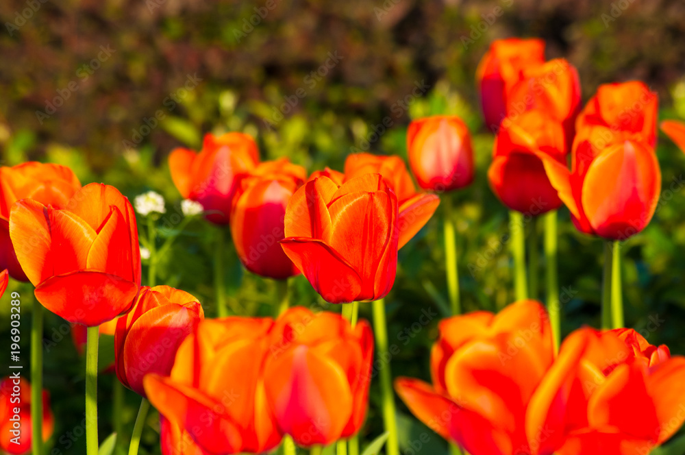 colorful tulips in early spring in the garden colorful tulips in early spring in the garden