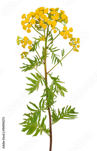 Tansy (Tanacetum Vulgare) flowers