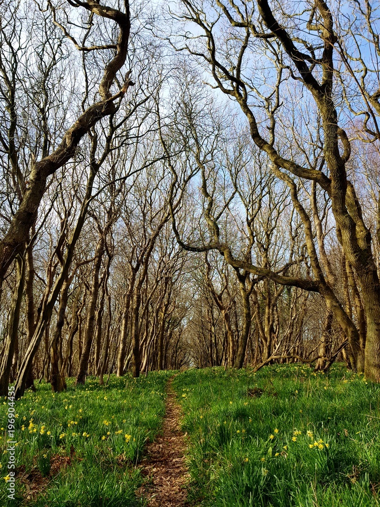 Fototapeta premium Jonquilles au bois du Rompval