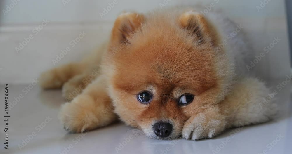 pomeranian dog cute pets laying down miss owner pomeranian dog cute pets laying down miss owner