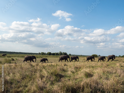 A herd of elephants walks across South African savanna