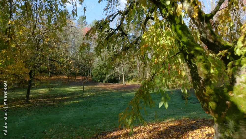 Walking in the autumn park. The rays of the sun illuminate the yellow leaves in the trees. Nature video. Park landscape. Washington park arboretum, Seattle, WA, USA. 4K, 3840*2160, high bit rate, UHD Walking in the autumn park. The rays of the sun illuminate the yellow leaves in the trees. Nature video. Park landscape. Washington park arboretum, Seattle, WA, USA. 4K, 3840*2160, high bit rate, UHD