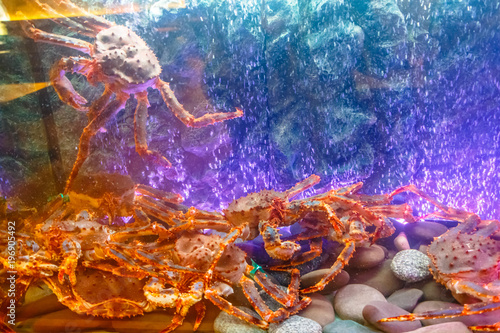 Aquarium with live crabs, lobsters and shrimps.