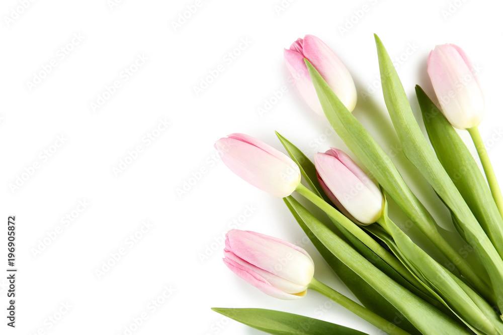 Bouquet of pink tulips on white background