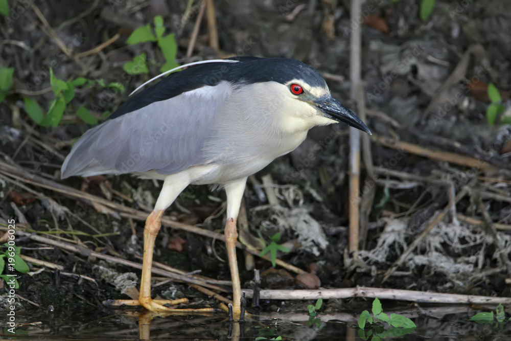 Fototapeta premium Very close up photo of an adult night heron stands on a shore