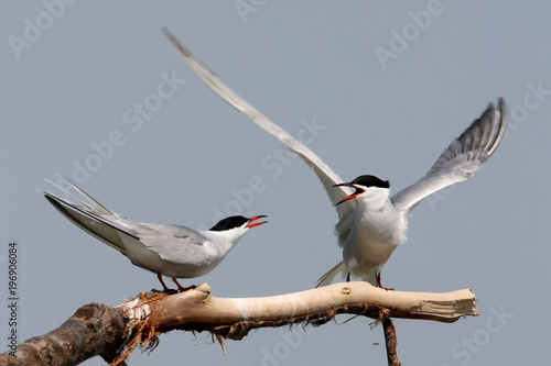 Two common terns sit on a branch and swear for a place on it