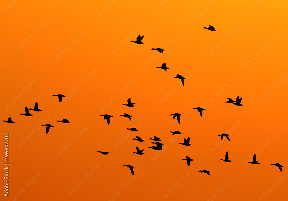 Silhouettes of a ducks flying against the background of the rising sun