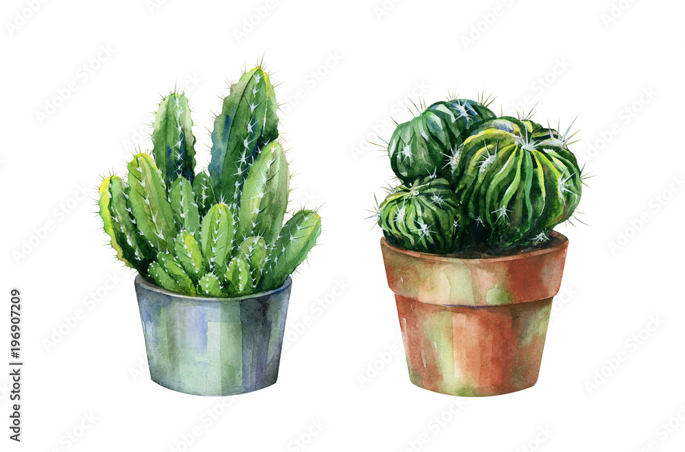 Cacti watercolor isolated on white. Cactus illustration can be used as print, home or garden decoration. Cacti watercolor isolated on white. Cactus illustration can be used as print, home or garden decoration.