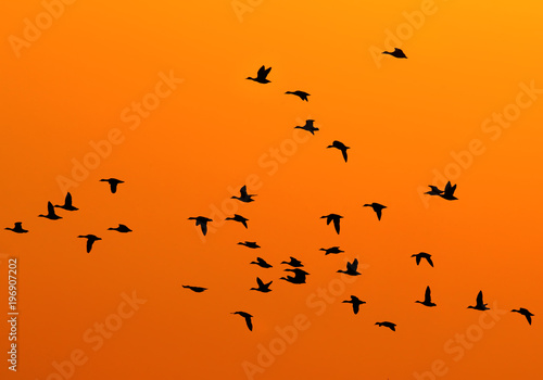 Silhouettes of a ducks flying against the background of the rising sun