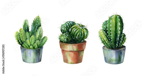 Cacti watercolor isolated on white. Cactus illustration can be used as print,...