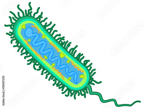 Receptive bacterium illustration