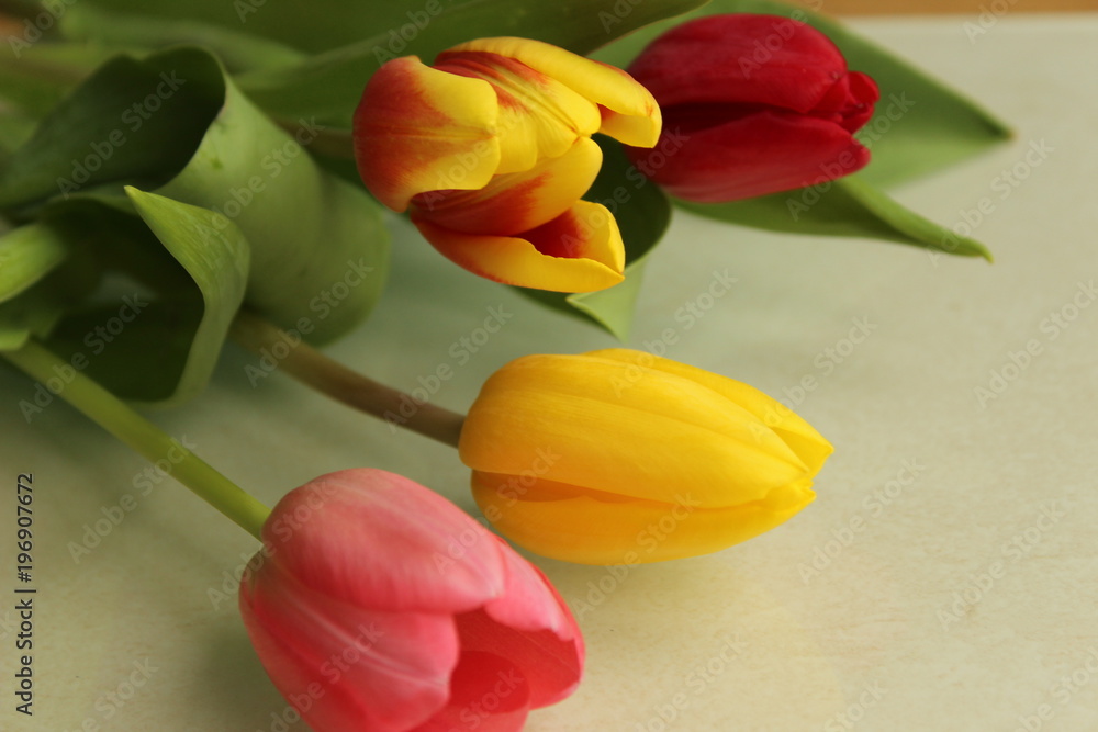 Tulpen Tulpen