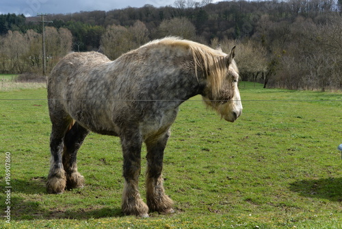 Fototapeta Naklejka Na Ścianę i Meble -  Cheval
