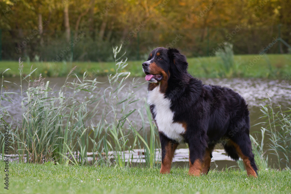 Bernese mountain dog in the green park.