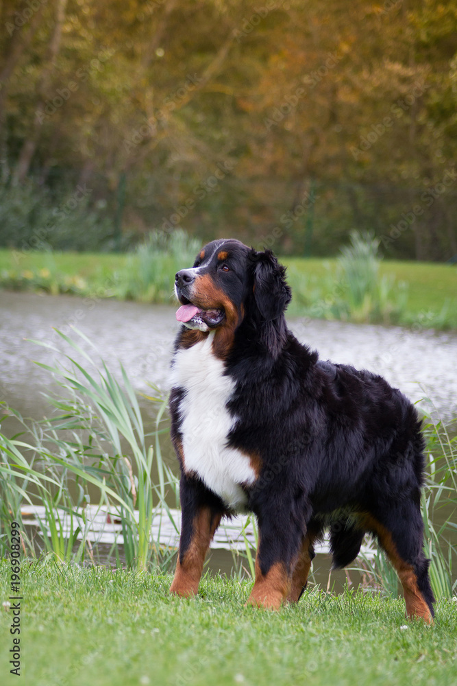 Bernese mountain dog in the green park.